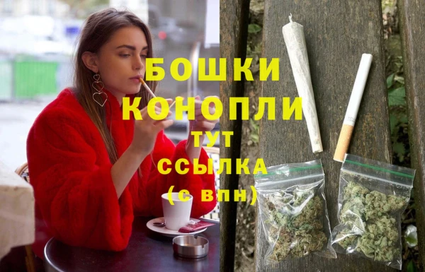 сатива Новодвинск